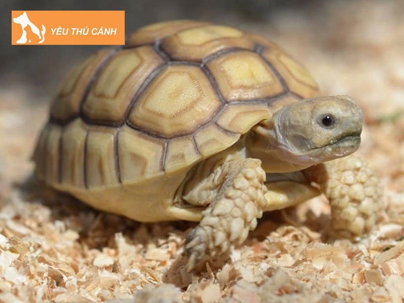 cach-nuoi-rua-phong-thuy-trong-nha-thucanh