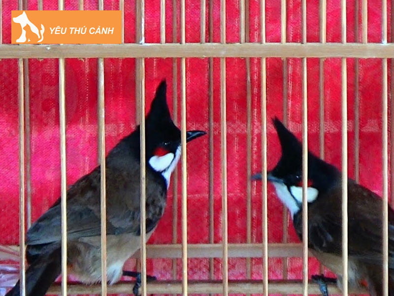 cach-vao-cam-chao-mao-boi-thucanh