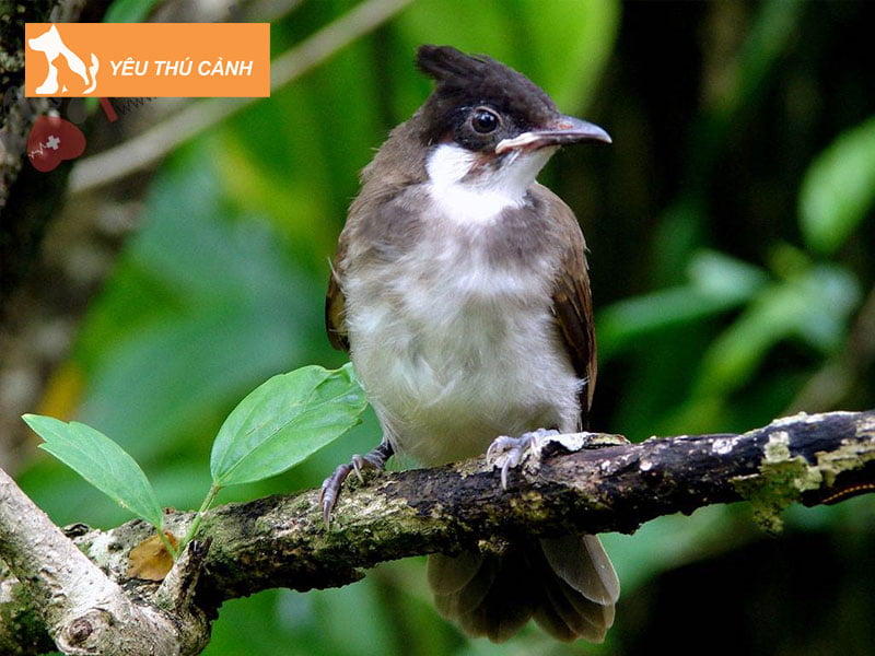 cham-soc-chim-giu-lua-rung-1-thucanh