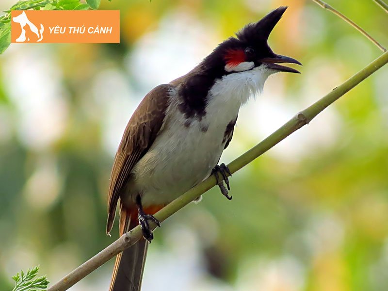 cham-soc-chim-giu-lua-rung-2-thucanh