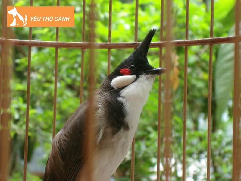 cham-soc-chim-giu-lua-rung-thucanh