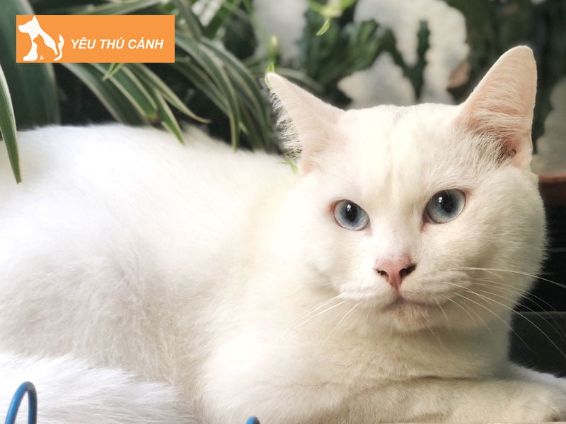 mang-meo-theo-len-xe-co-the-bi-xu-phat-thucanh