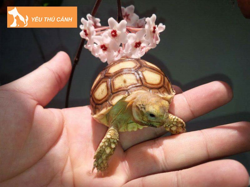 nuoi-rua-bi-chet-co-sao-khong-thucanh