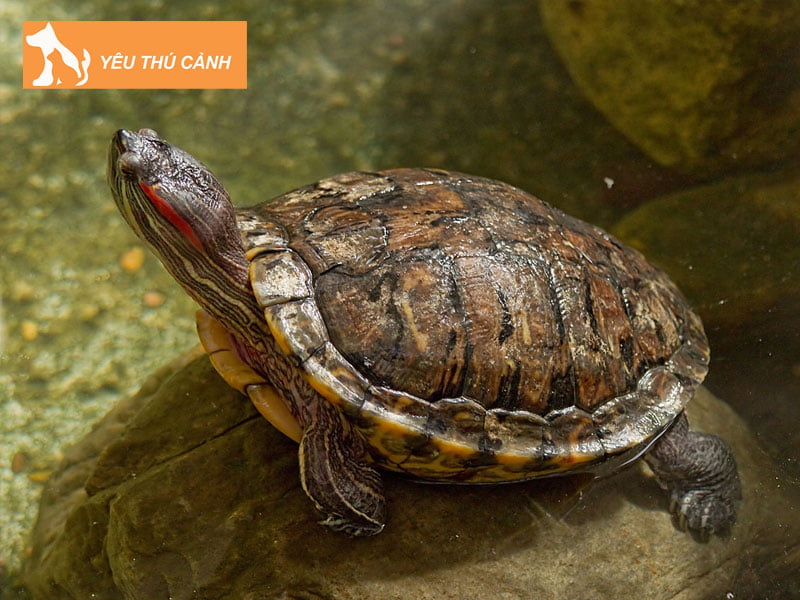 nuoi-rua-co-tot-khong-thucanh