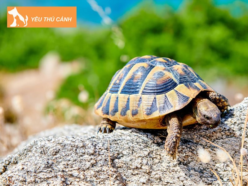 rua-bo-vao-nha-la-diem-gi-nuoi-rua-co-tot-khong-thucanh