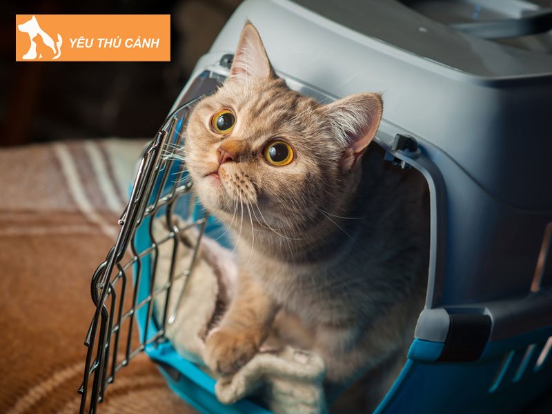 tai-sao-kieng-mang-meo-len-xe-khach-thucanh