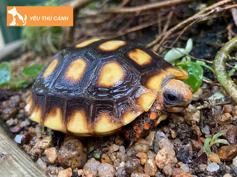 tuoi-nao-hop-nuoi-rua-phong-thuy-trong-nha-thucanh