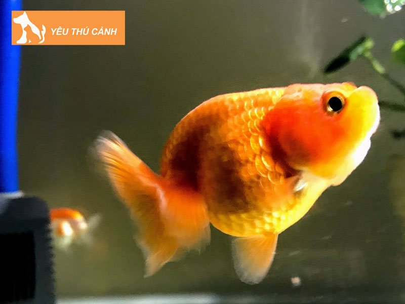 gioi-thieu-ve-ca-ranchu-thucanh