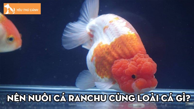 Ca1 Ranchu Nên nuôi cá Ranchu cùng loài cá gì để chúng phát triển tốt?