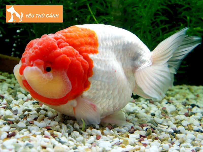 nen-nuoi-ca-ranchu-cung-loai-ca-gi-thucanh