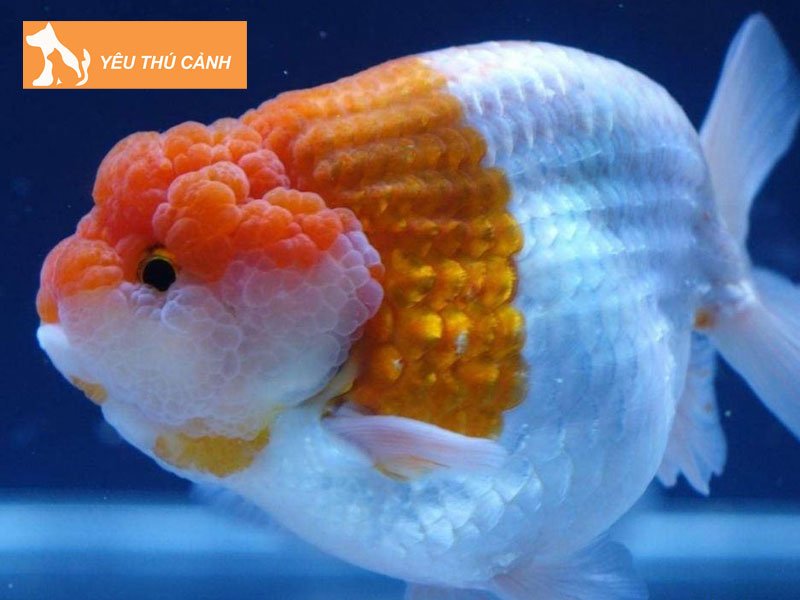 nhung-dieu-can-luu-y-khi-nuoi-ca-ran-chu-thucanh