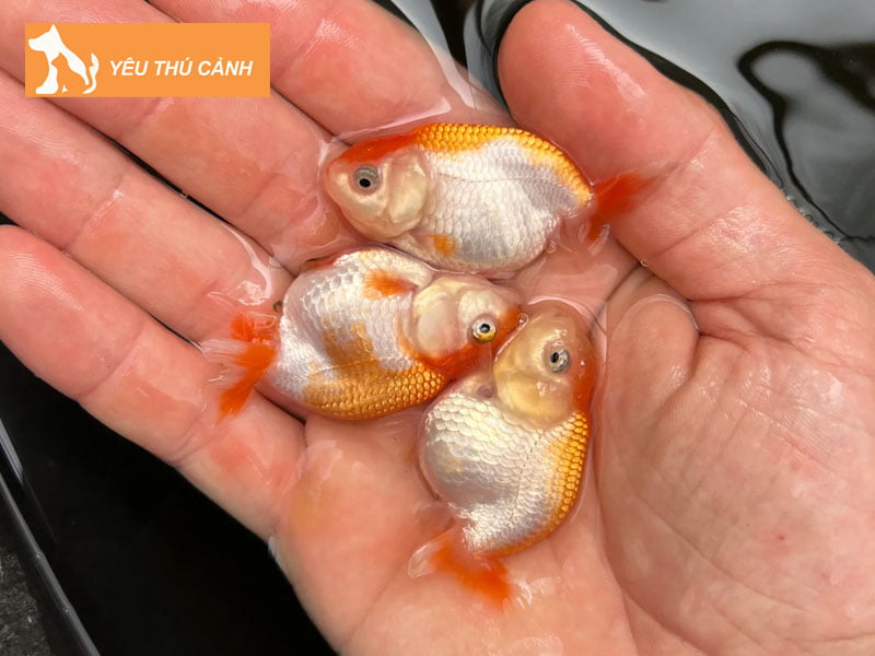 nhung-loai-ca-khong-nen-nuoi-cung-ca-ranchu-thucanh