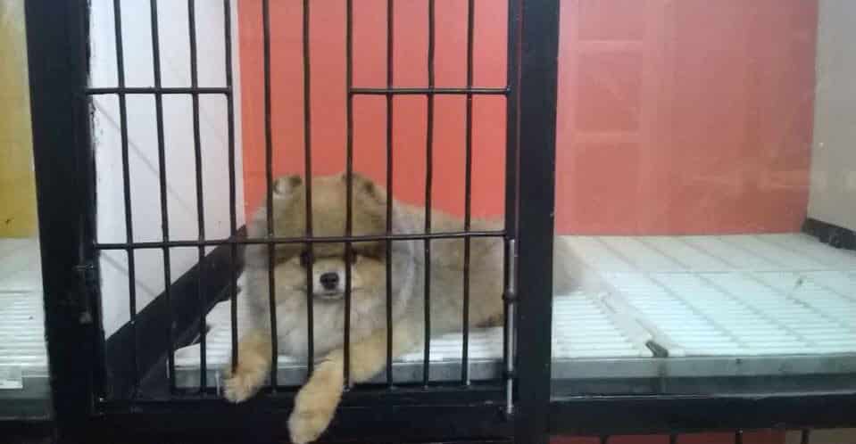 Kinh nghiệm chữa chó bị Parvo chỉ có tại PetHealth
