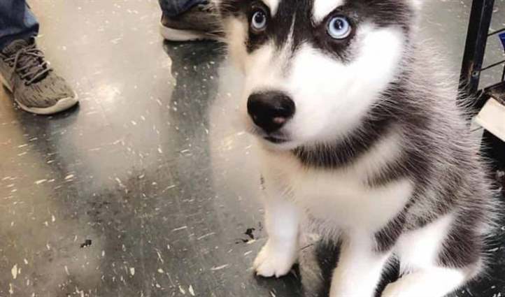 Cách chữa trị khi chó đi ngoài ra máu có mùi tanh