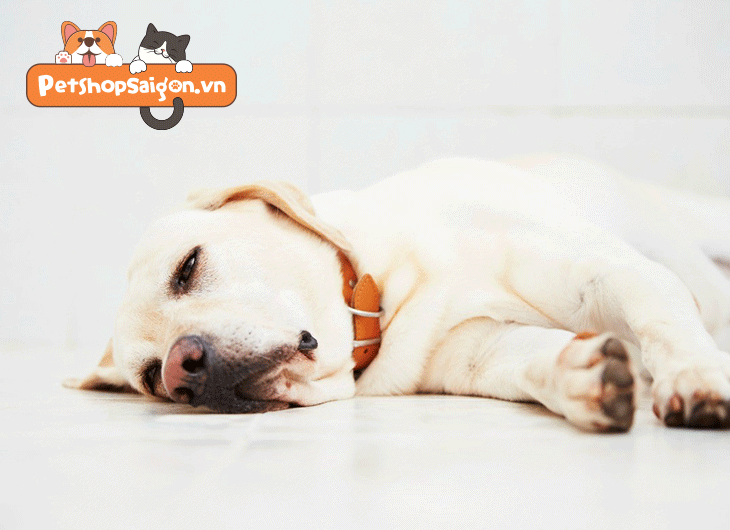 Giai đoạn đầu bệnh Parvo ở chó: Nguyên nhân, dấu hiệu và phương pháp điều trị