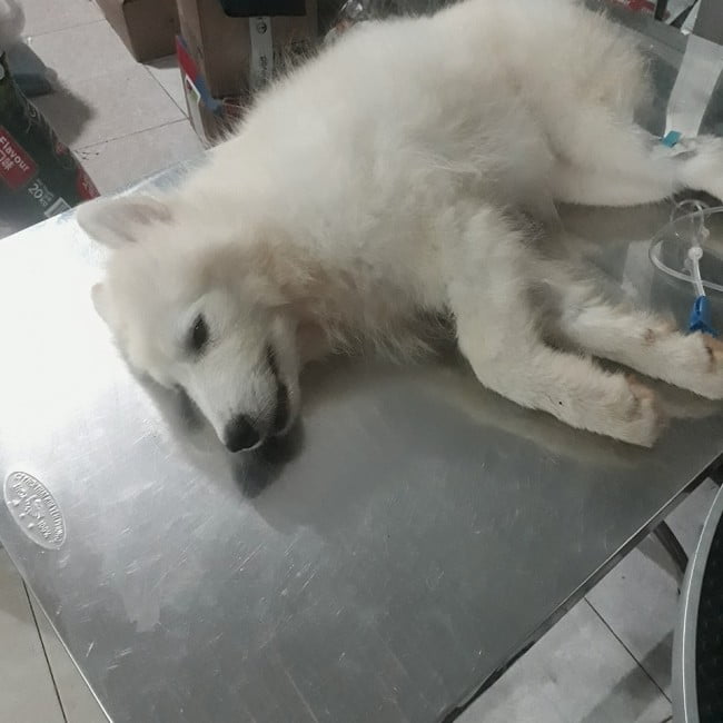 Tình trạng chó bị parvo giai đoạn cuối có nguy hiểm đến tính mạng như thế nào?