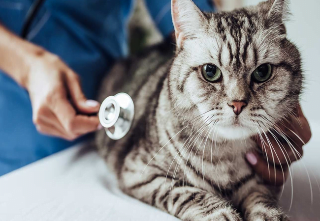 Lý do và cách chăm sóc khi mèo đi vệ sinh ra máu – Happy Paws