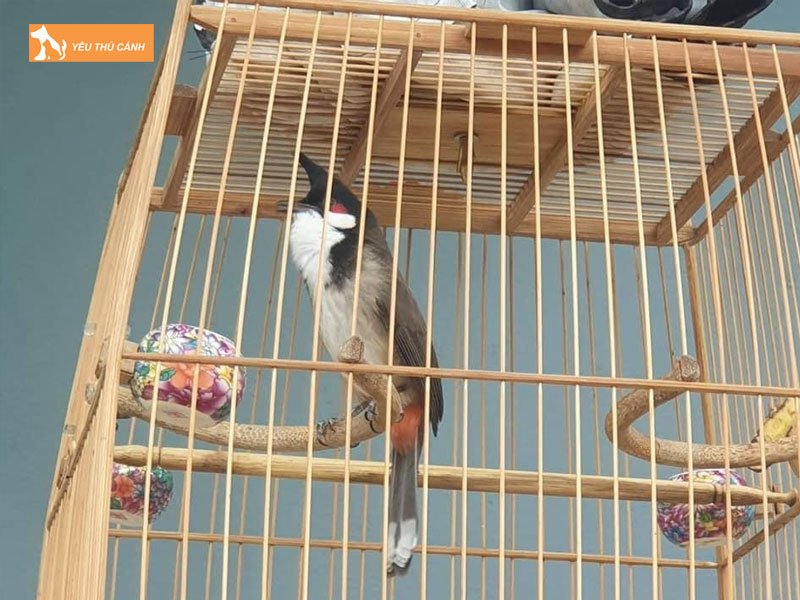 che-do-phoi-nang-cho-chao-mao-dung-cach-thucanh