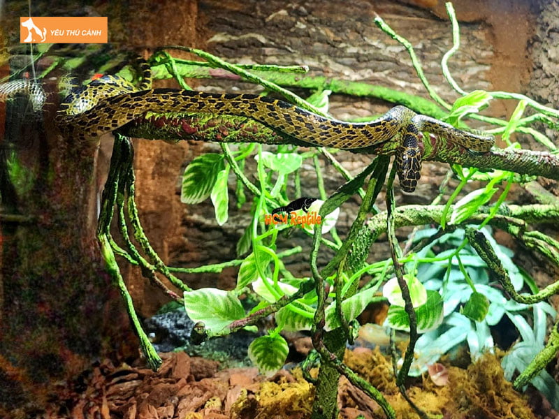 hcm-reptile-shop-shop-bo-sat-sai-gon-chat-luong-thucanh