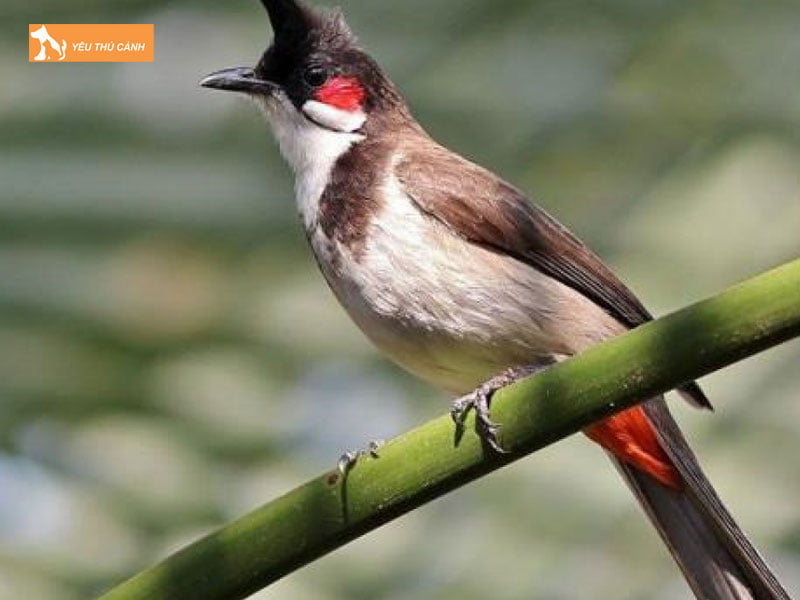 phuong-phap-tam-cho-moi-loai-chao-mao-1-thucanh