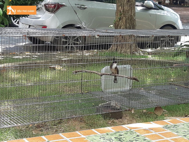 phuong-phap-tam-cho-moi-loai-chao-mao-thucanh