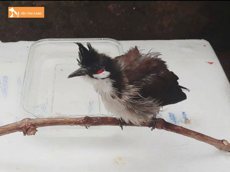 tam-nuoc-cho-chao-mao-thucanh