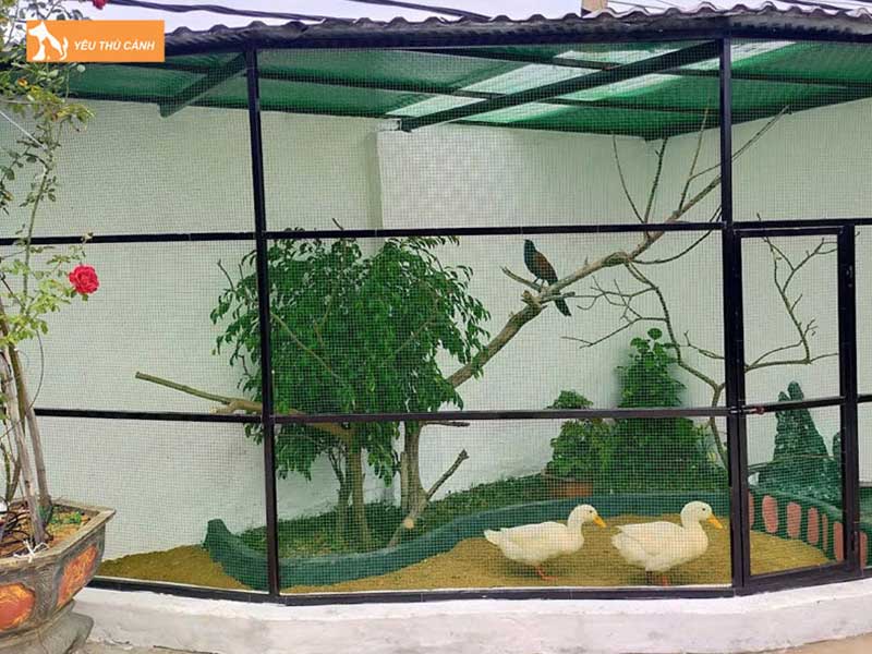 cach-chon-mau-chuong-avi-nuoi-chao-mao-dep-thucanh