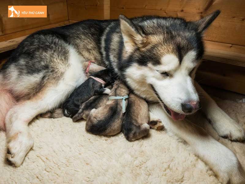 cho-den-nha-de-nen-lam-gi-thucanh