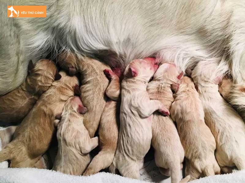 cho-vao-nha-de-la-diem-bao-gi-1-thucanh