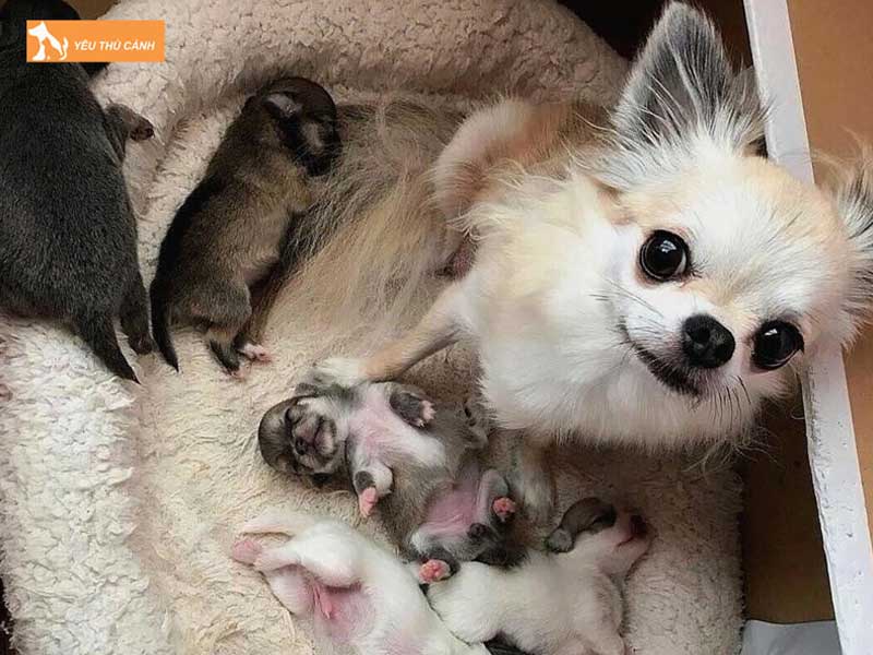 cho-vao-nha-de-la-diem-bao-gi-thucanh