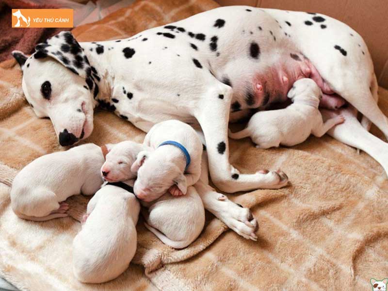 cho-vao-nha-de-nen-danh-de-con-gi-thucanh