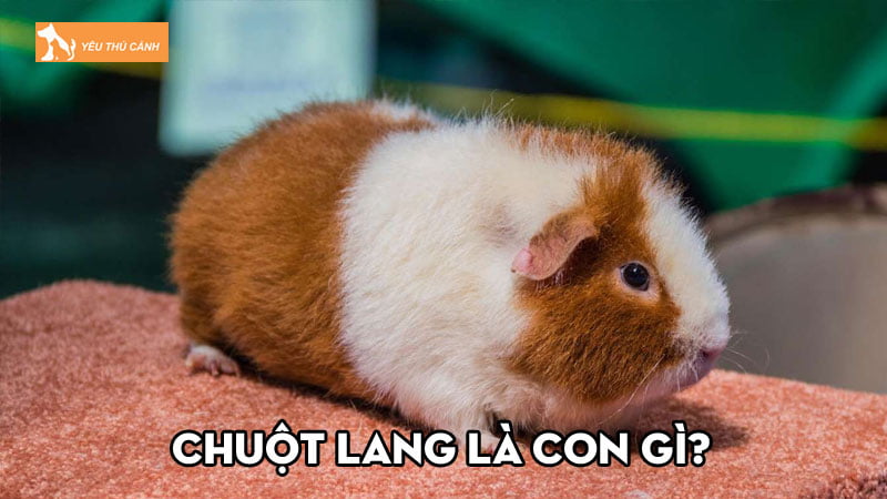 Chuột lang là con gì? Đặc điểm, cách nuôi và giá bán phổ biến