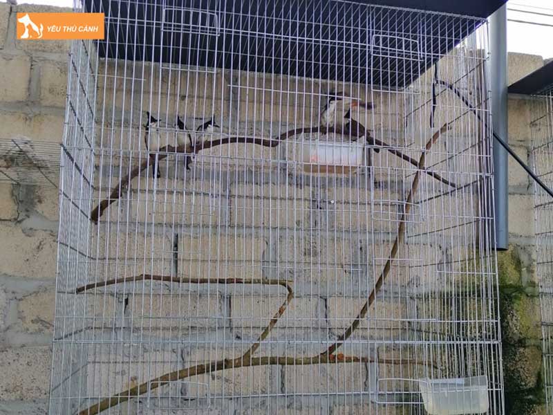 huong-dan-cach-lam-chuong-avi-dep-thucanh