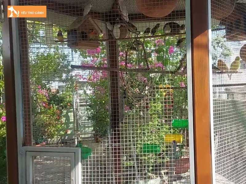 nhung-luu-y-khi-chon-long-avi-nuoi-chao-mao-thucanh