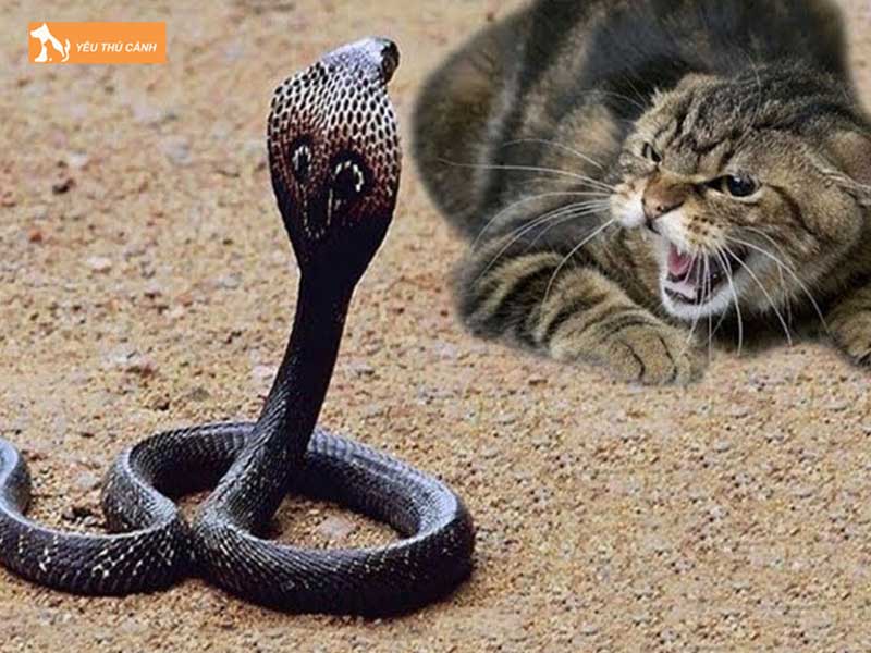 nhung-ly-do-vi-sao-meo-thuong-khong-so-ran-thucanh