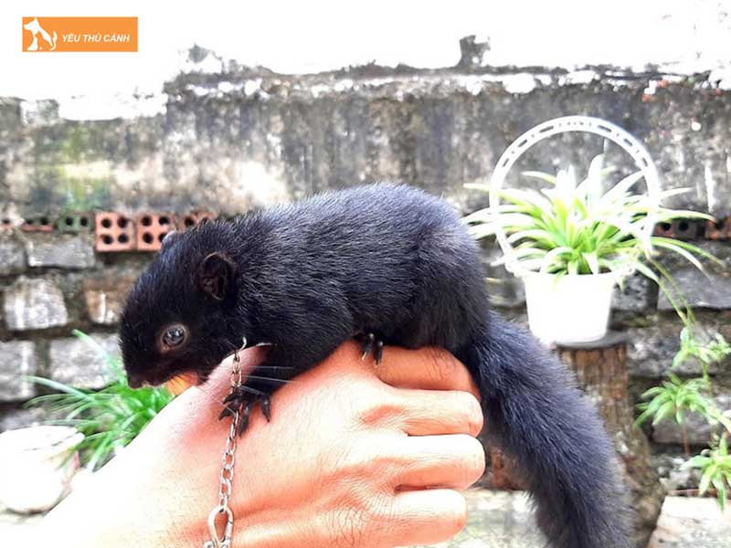 soc-den-con-dao-cai-ten-noi-bat-trong-cac-loai-soc-o-viet-nam-thucanh