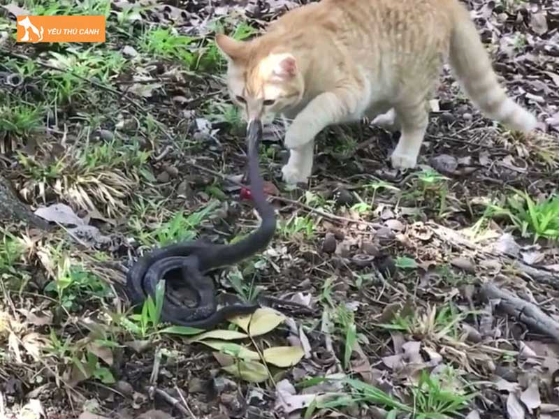 tai-sao-meo-tan-cong-ran-thucanh