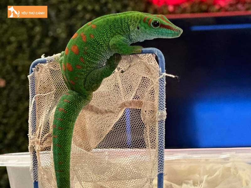 tim-mua-tac-ke-o-ha-noi-chat-luong-o-viet-pet-garden-thucanh