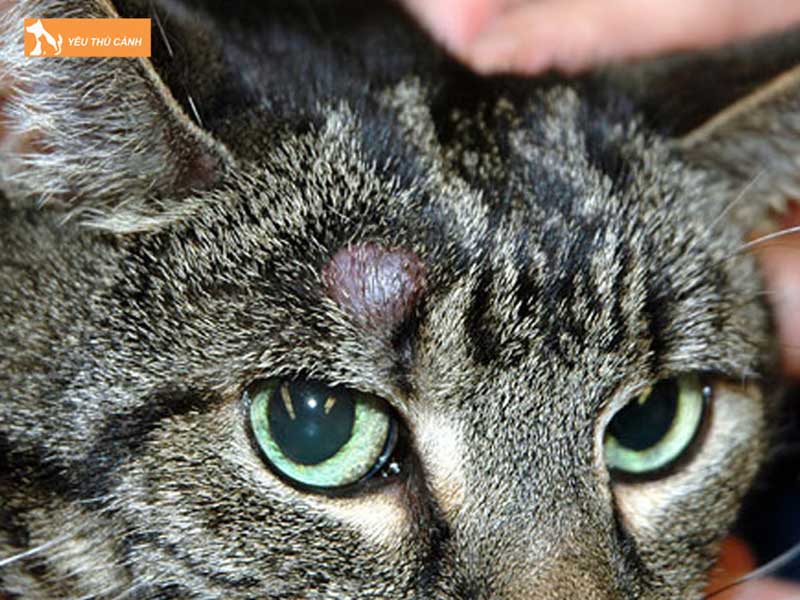 bieu-hien-co-ban-cua-can-benh-rung-long-tren-mat-meo-thucanh