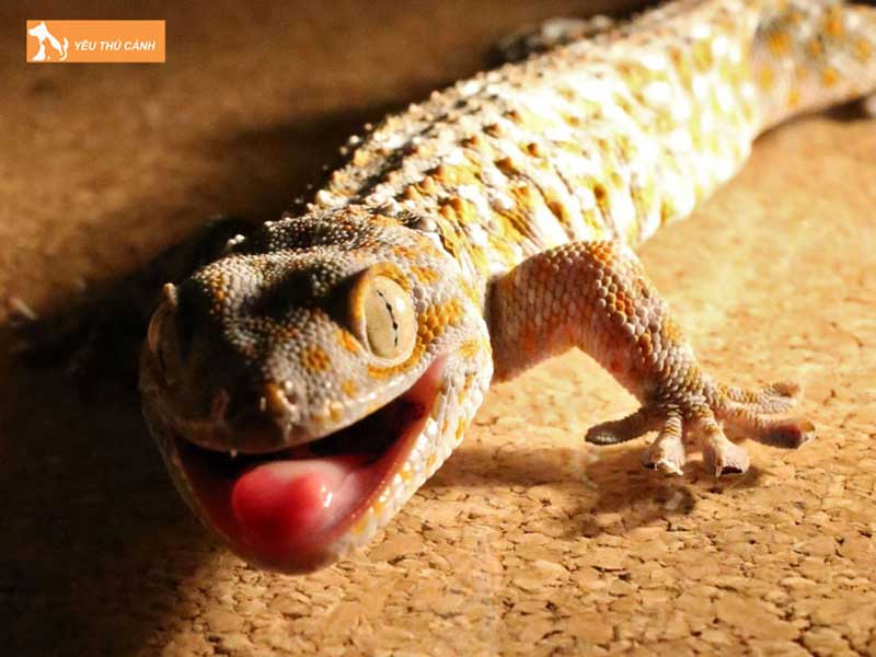 cac-cach-duoi-tac-ke-ra-khoi-nha-thucanh