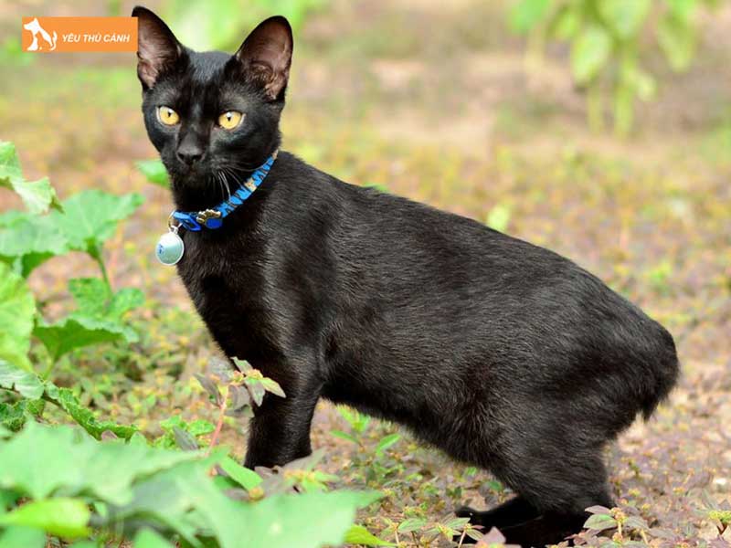 cac-nguyen-nhan-khien-meo-di-tat-o-duoi-1-thucanh