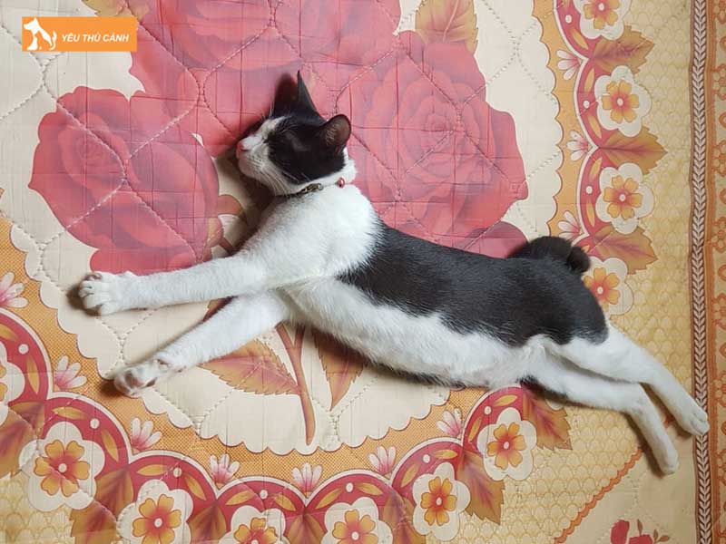 cac-nguyen-nhan-khien-meo-di-tat-o-duoi-thucanh