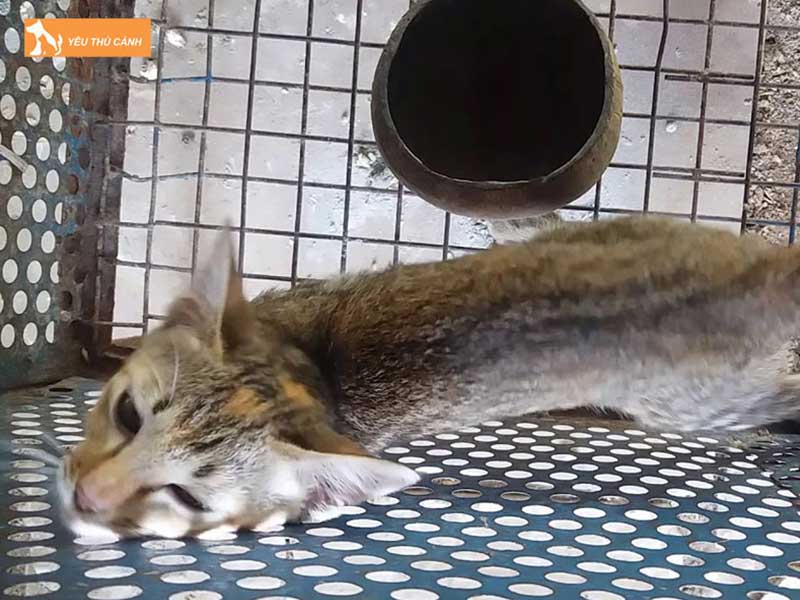 cac-truong-hop-nen-nuoi-nhot-meo-vao-chuong-thucanh