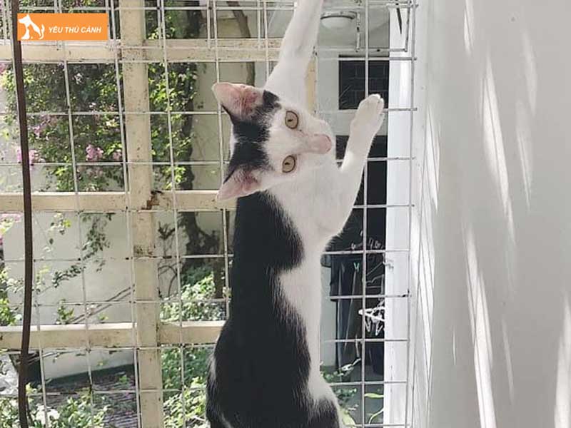cach-cho-meo-lam-quen-voi-long-nuoi-thucanh