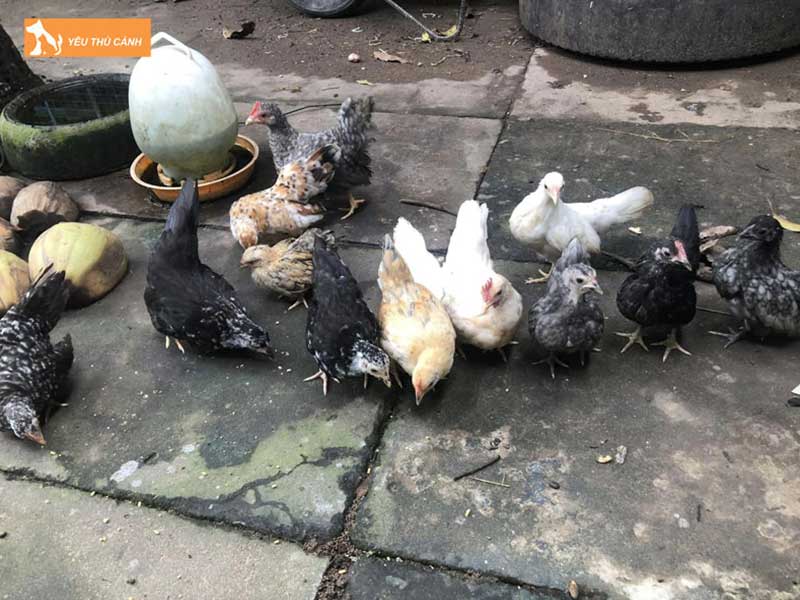 cach-nuoi-ga-thai-kieng-1-thucanh