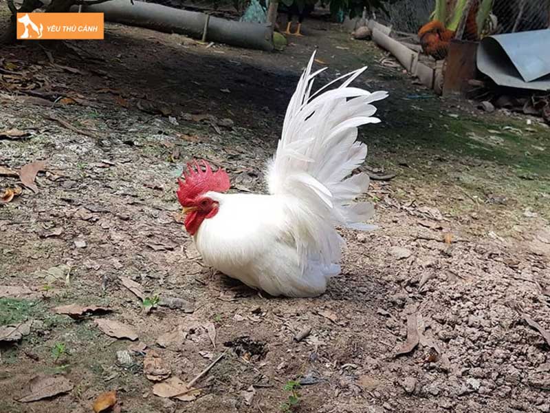 cach-nuoi-ga-thai-kieng-thucanh