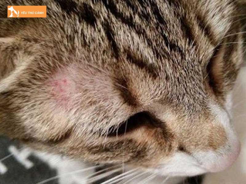 can-benh-rung-long-tren-mat-meo-co-nguy-hiem-khong-thucanh