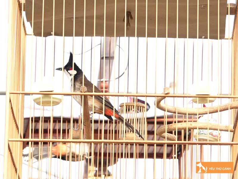 cho-chao-mao-tam-nang-tam-nuoc-thucanh