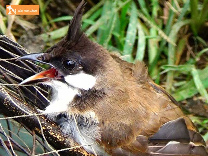 chon-thoi-diem-bay-chim-chao-mao-tot-nhat-trong-ngay-thucanh