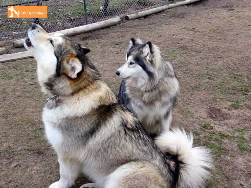 con-so-phu-hop-nen-danh-khi-gap-cho-tru-thucanh